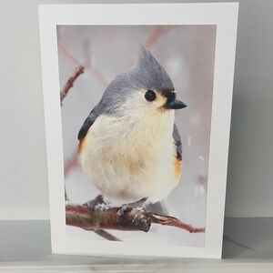 Super Cute Little Tufted Titmouse Matte Finish 5" x 7" Blank Photo Card
